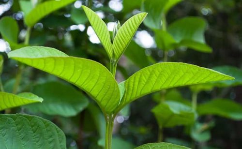 BÀI THUỐC NÀY AI BỊ BỆNH GOUT THÌ XEM VÀ DÙNG THỬ NHA