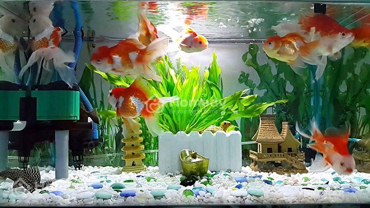 BỀ CÁ CẢNH THEO PHONG THỦY LẠC VIỆT