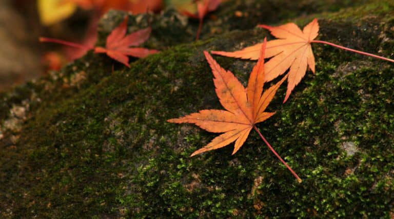 HÃY SỐNG TRONG TỪNG GIÂY PHÚT CỦA HIỆN TẠI, AN NHIÊN BÌNH THẢN SẼ VỀ