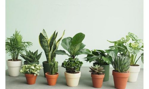 TRỒNG CÂY PHONG THỦY ĐỂ HÚT TÀI LỘC: PHẢI ĐÚNG VỊ TRÍ