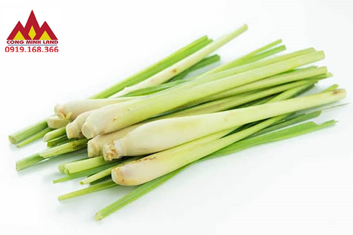 Tại sao Rắn vào trong nhà, cách đuổi Rắn và sử lý rắn