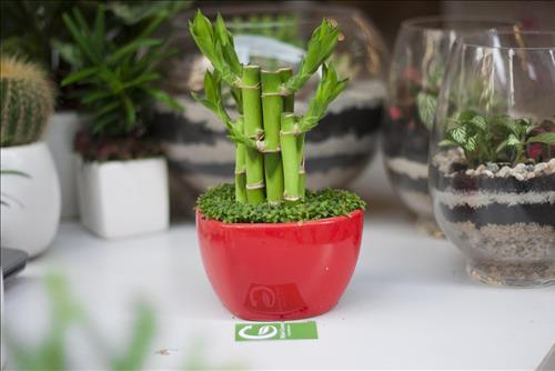 CÂY PHÁT TÀI PHONG THỦY