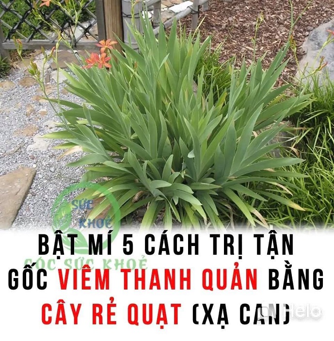 5 BÀI THUỐC TỪ CÂY RẺ QUẠT LOẠI BỎ VIÊM THANH QUẢN HIỆU QUẢ