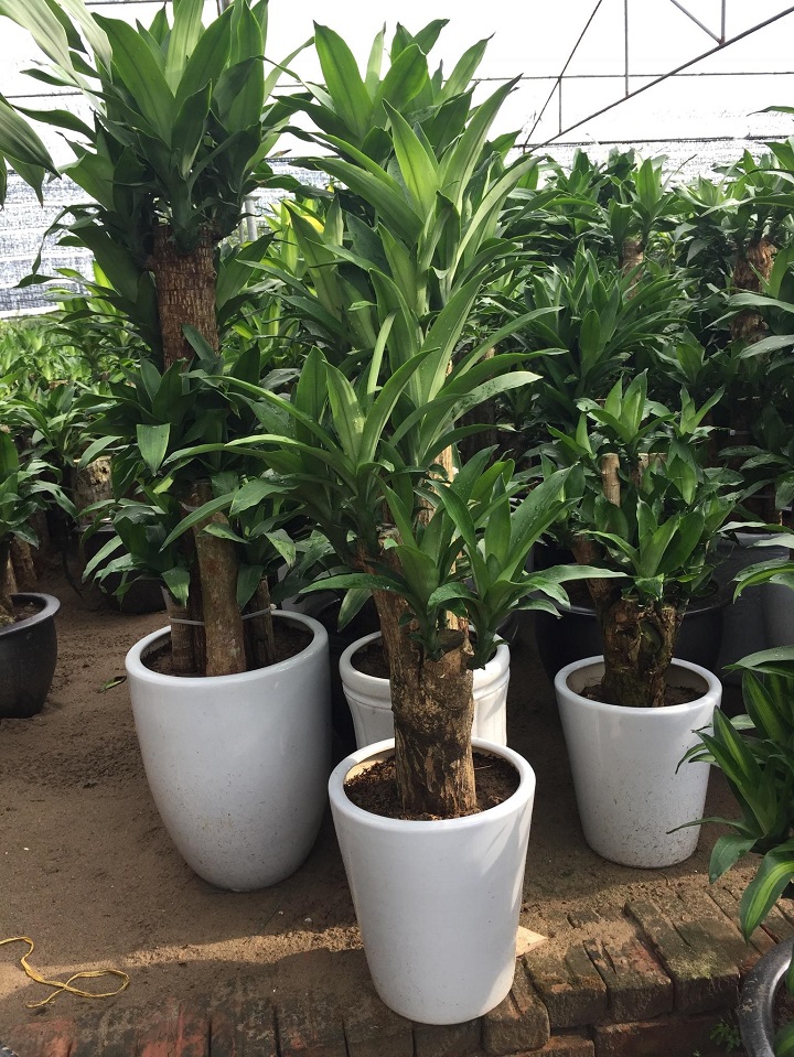 Cứ trồng những loại cây này trước nhà là tài lộc rầm rộ kéo tới