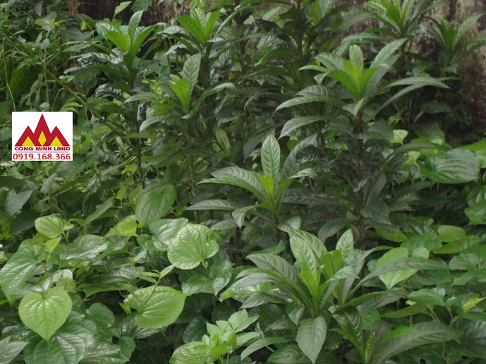 Bài thuốc quý từ cây Xương Sông 