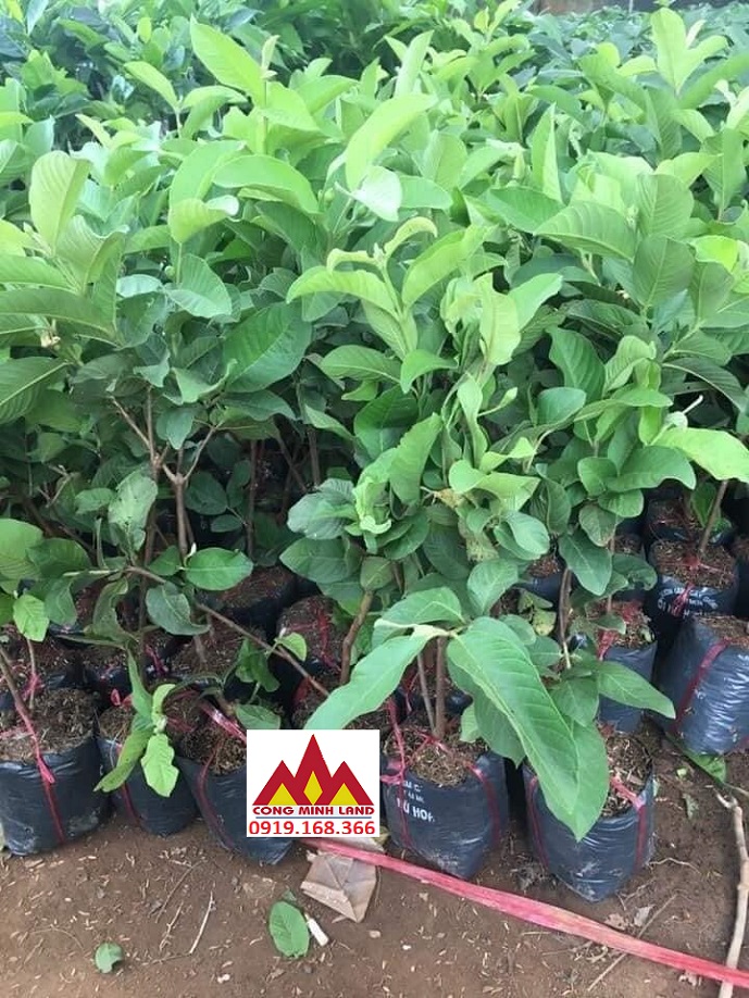 Chữa viêm đại tràng từ lá ổi